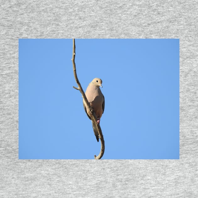 Mourning Dove, birds, wildlife, nature, gifts by sandyo2ly